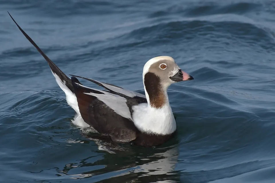 Clangula hyemalis