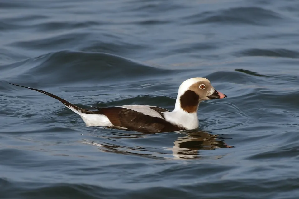 Clangula hyemalis