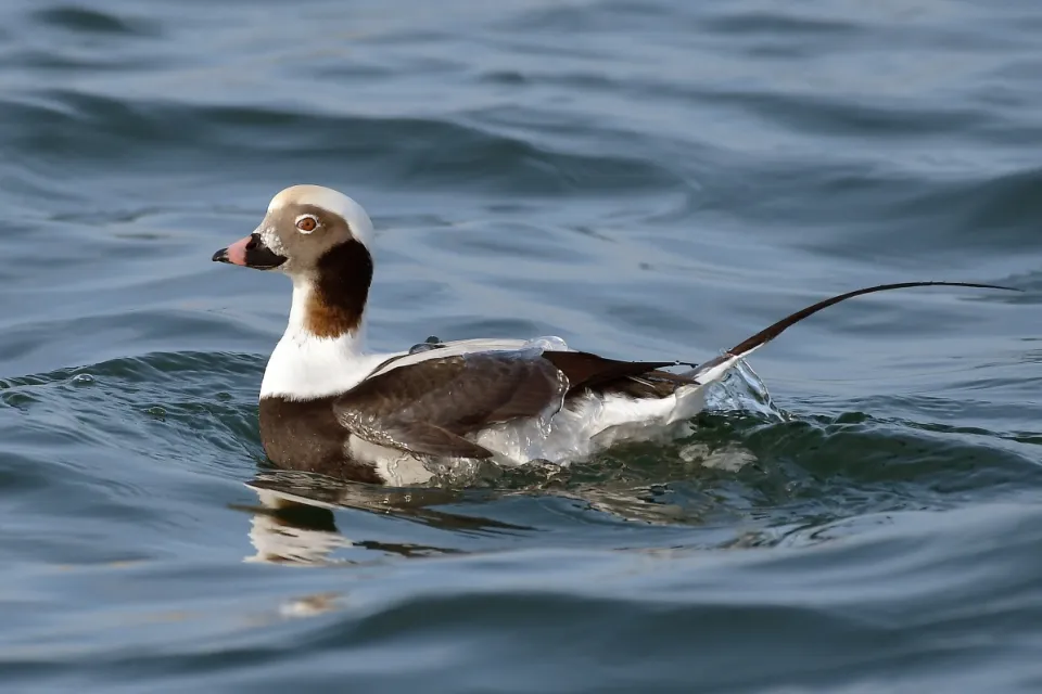 Clangula hyemalis