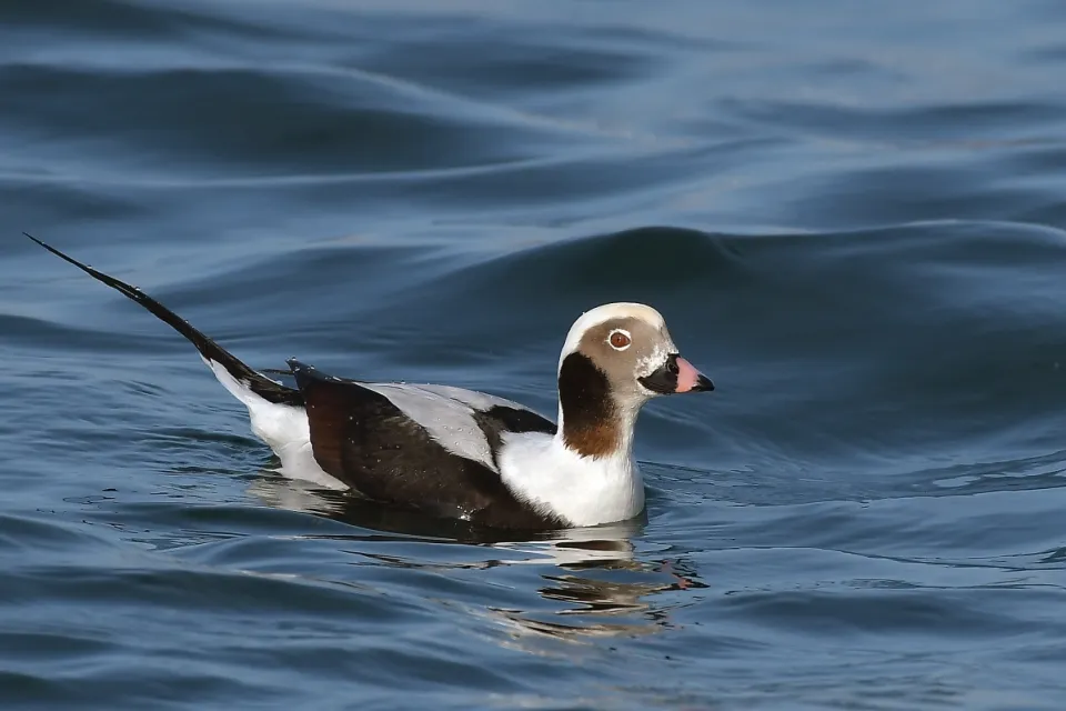 Clangula hyemalis