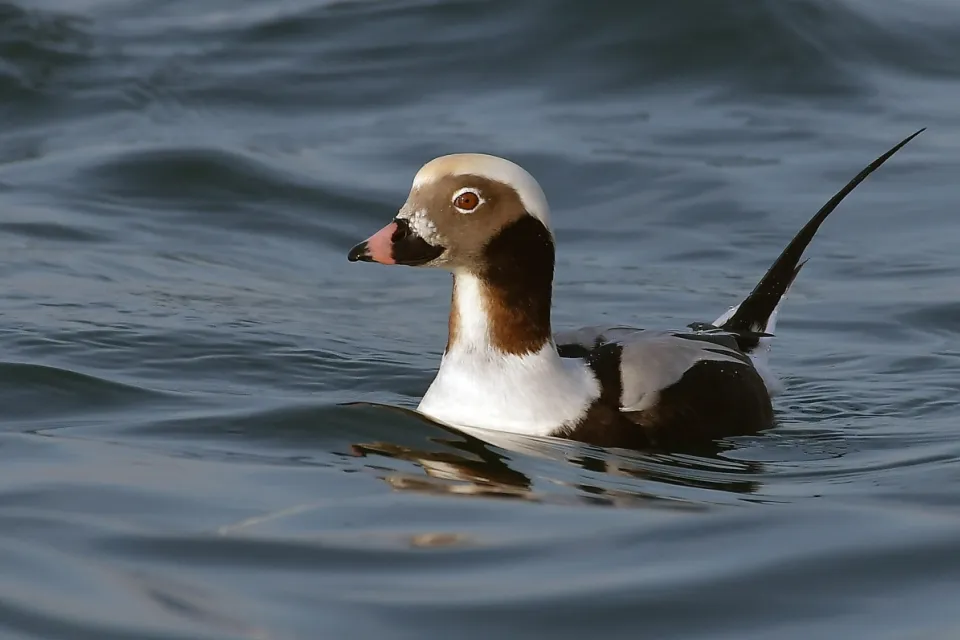 Clangula hyemalis
