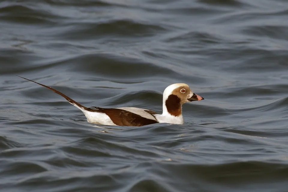 Clangula hyemalis