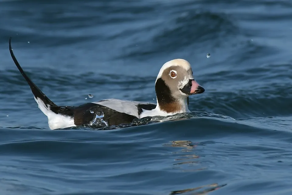 Clangula hyemalis