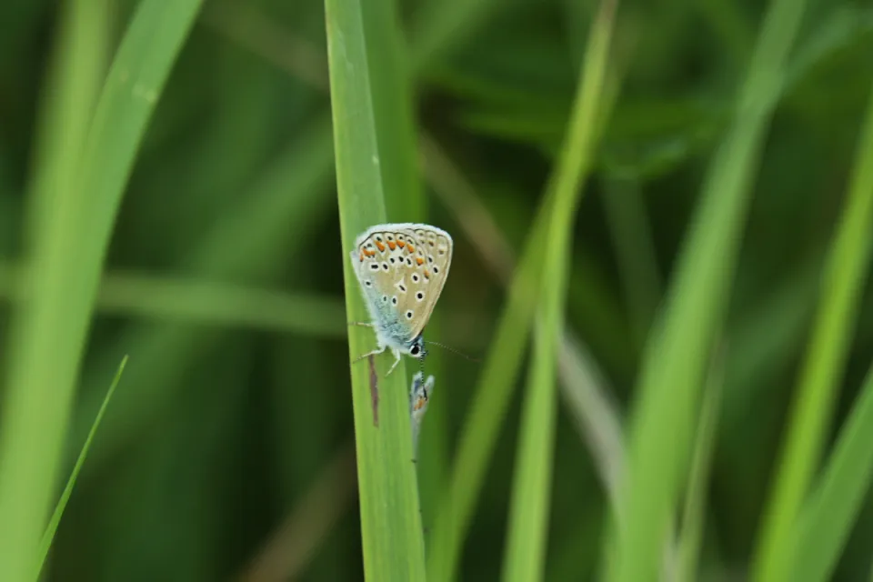 Motyle