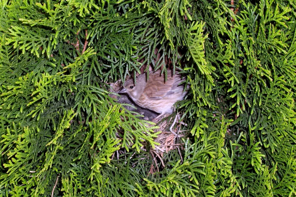 Carduelis cannabina