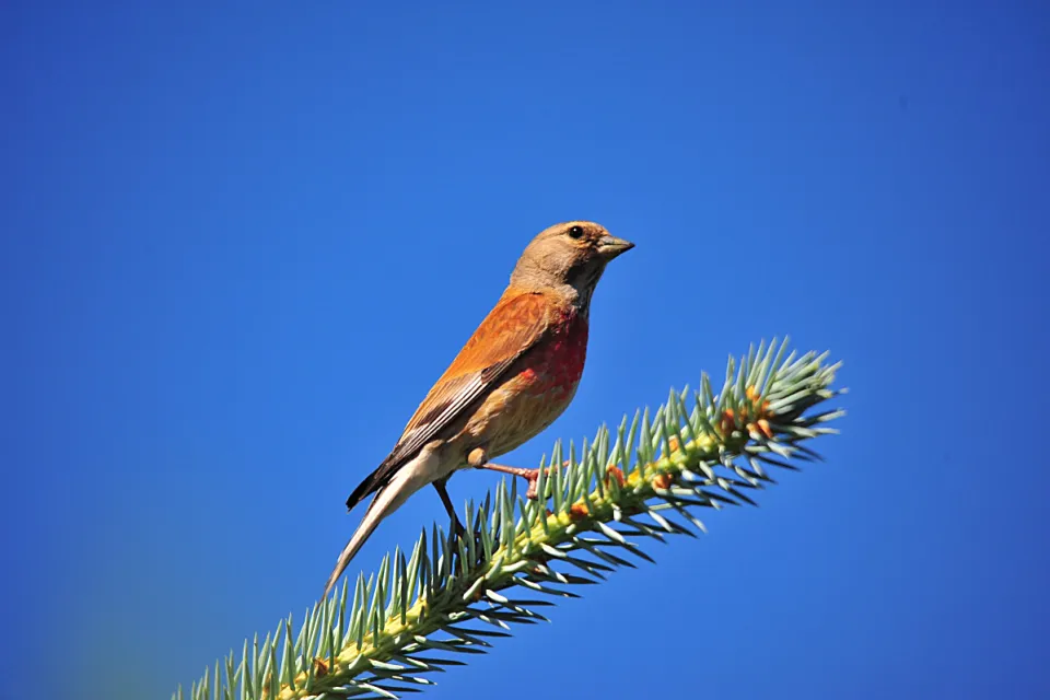 Carduelis cannabina