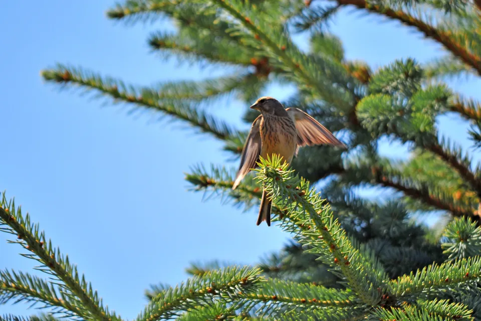 Carduelis cannabina