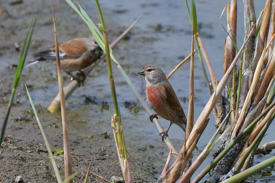 Carduelis cannabina