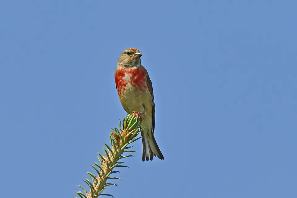 Carduelis cannabina