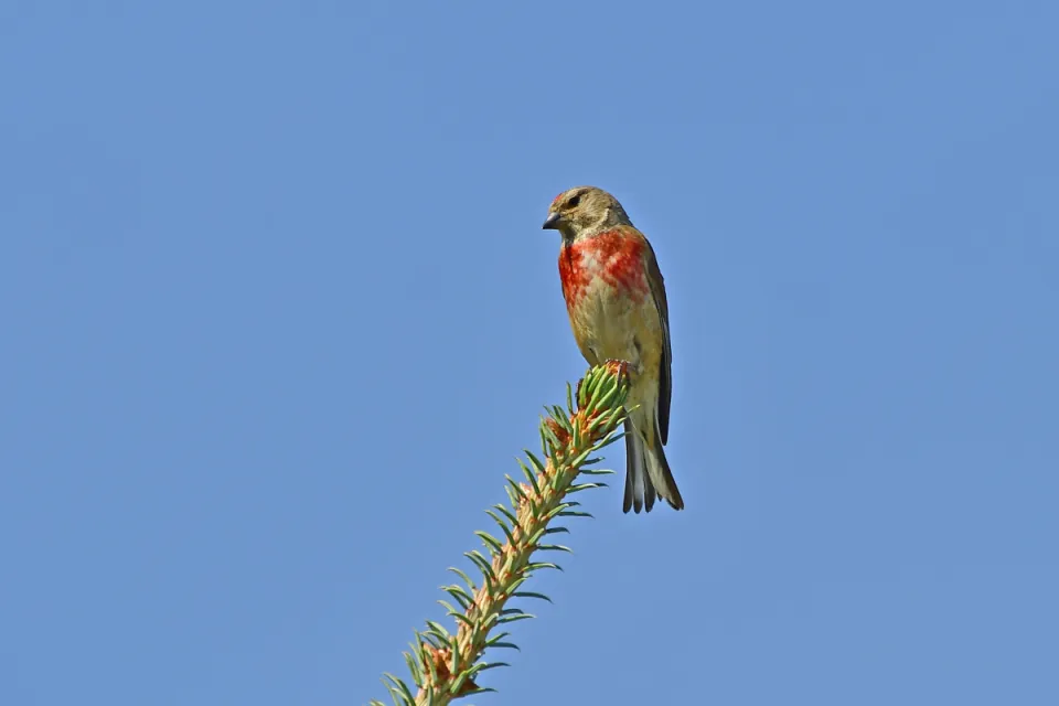 Carduelis cannabina