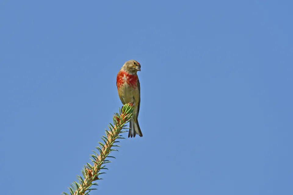 Carduelis cannabina