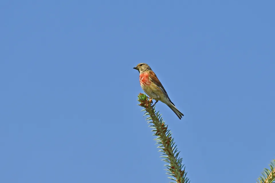 Carduelis cannabina