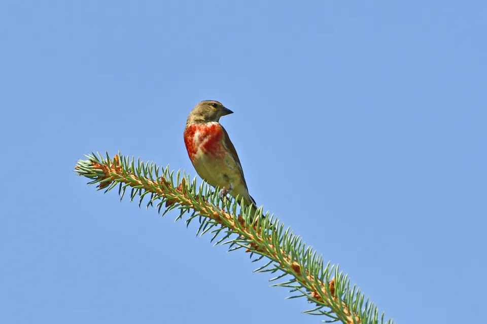 Carduelis cannabina
