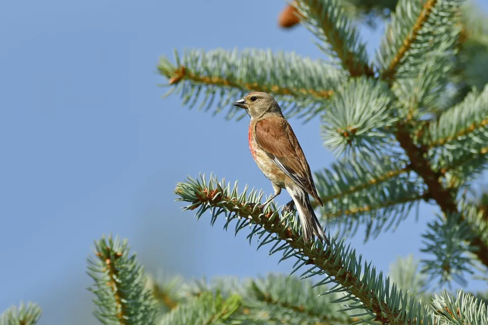 Carduelis cannabina