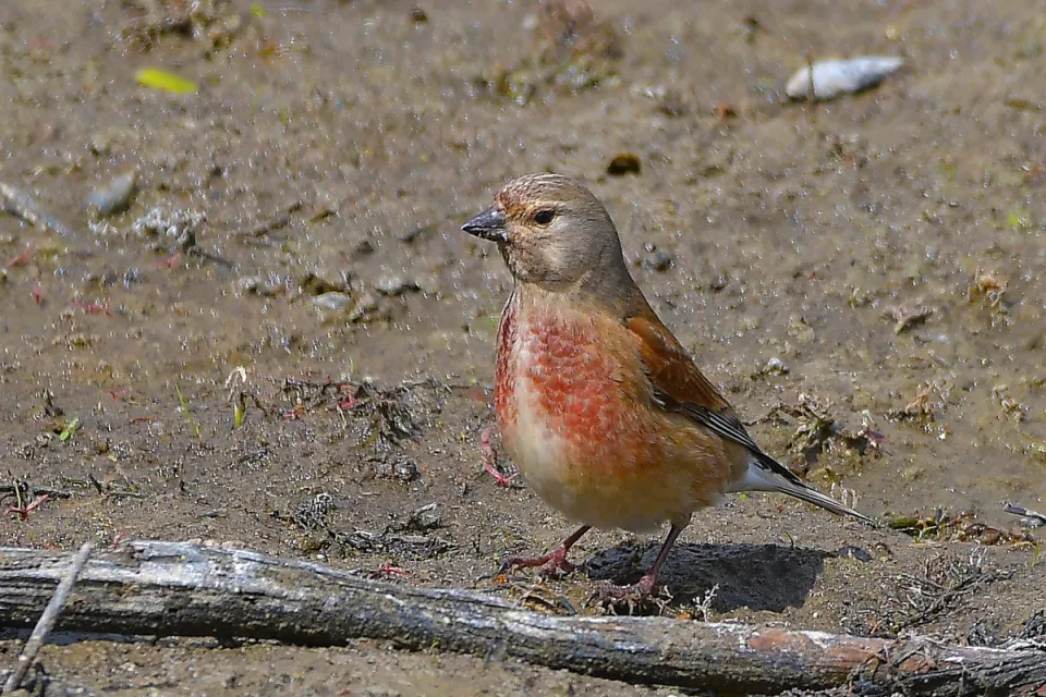 Carduelis cannabina