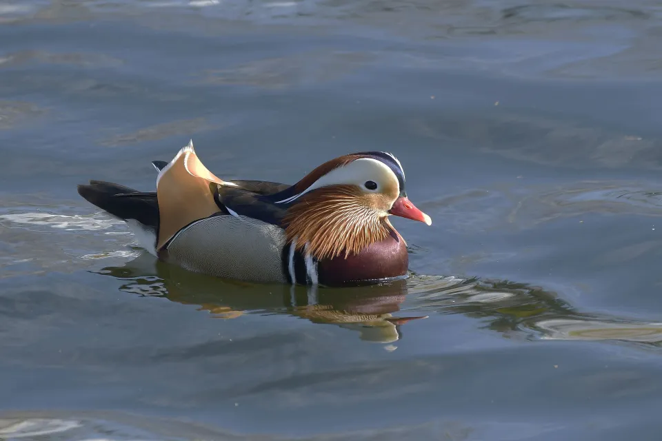 Aix galericulata