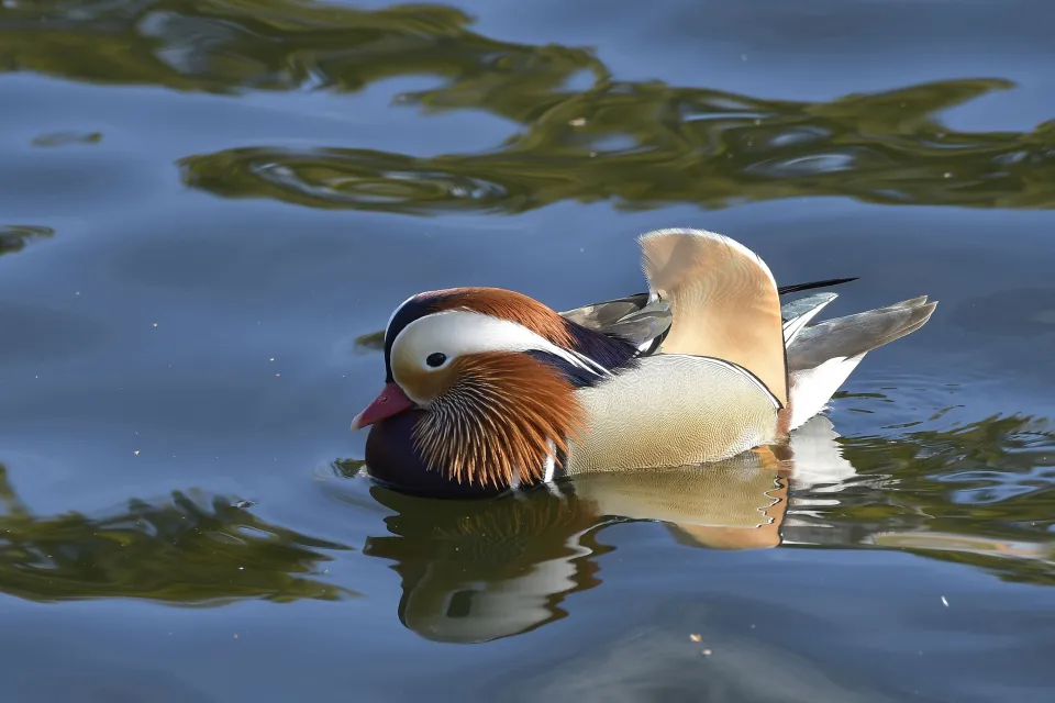 Aix galericulata