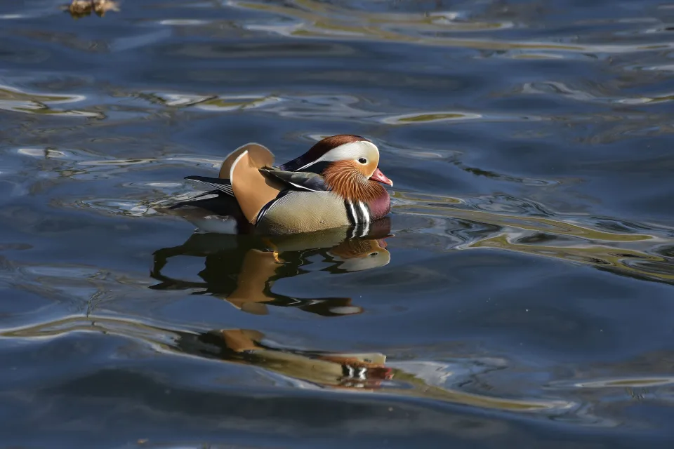 Aix galericulata