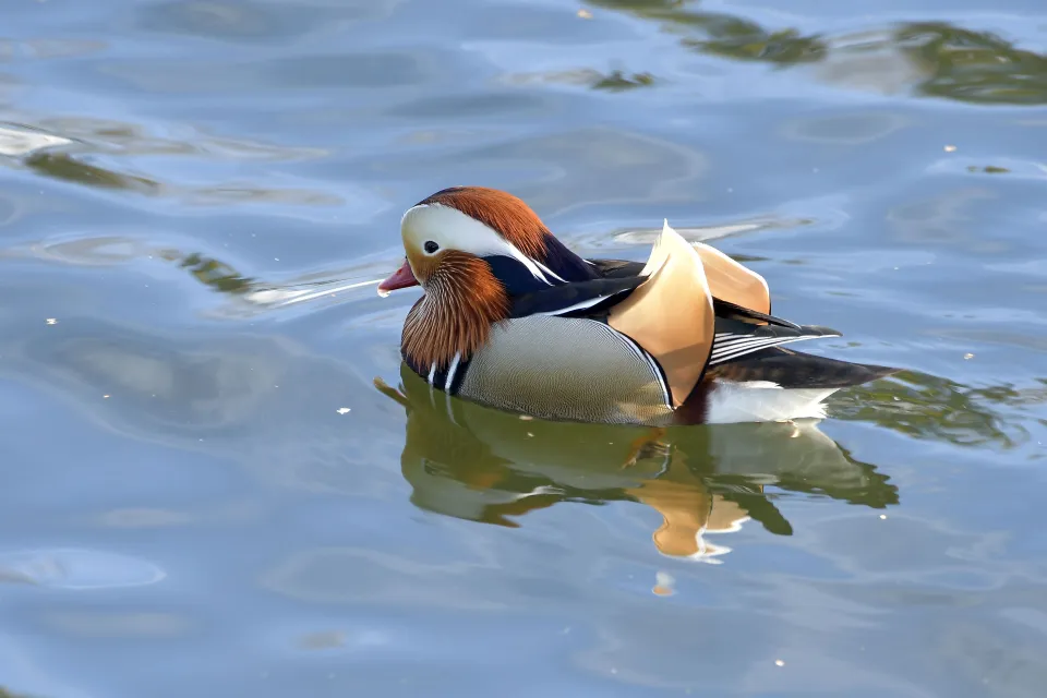 Aix galericulata