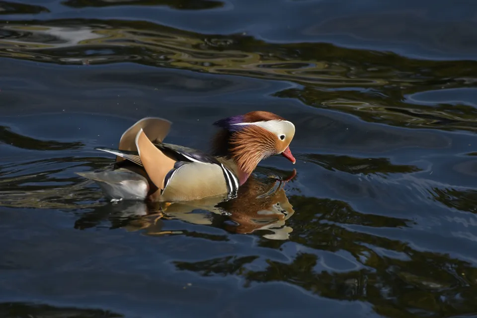 Aix galericulata