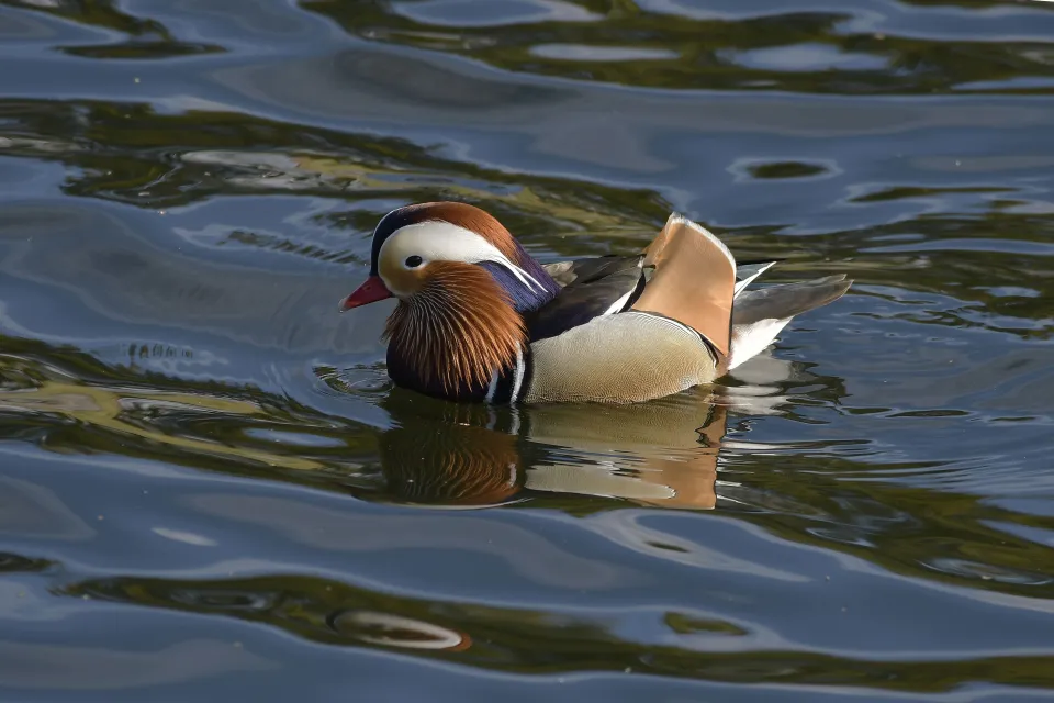 Aix galericulata