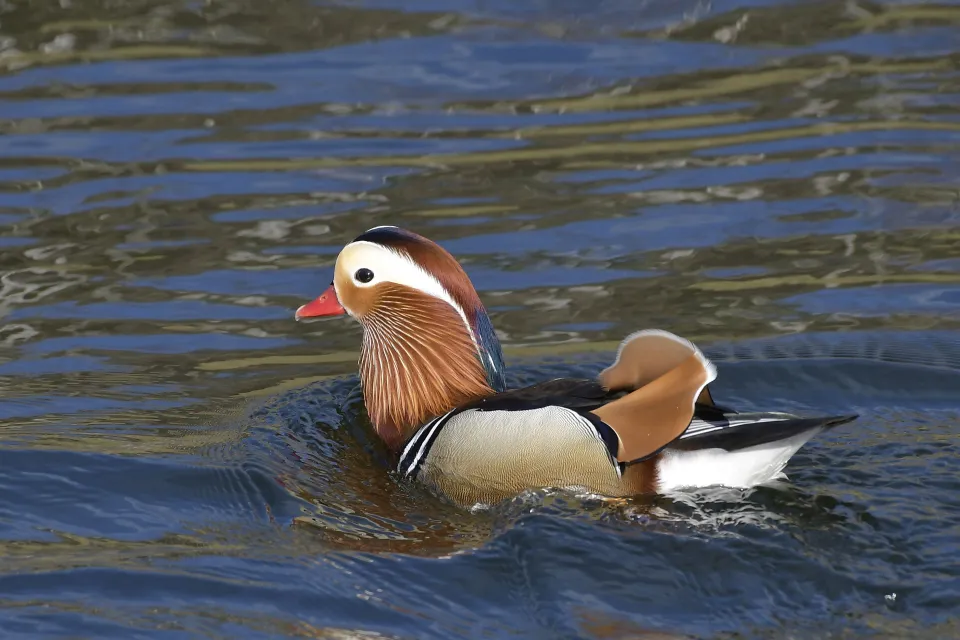 Aix galericulata