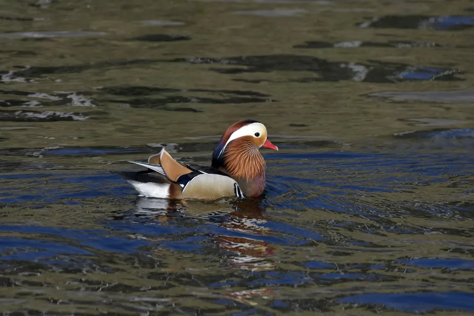 Aix galericulata