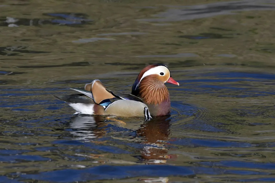Aix galericulata