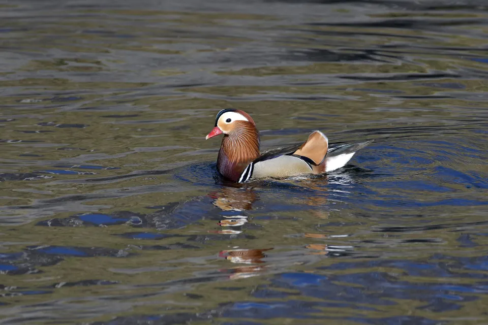 Aix galericulata