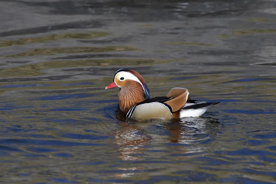 Aix galericulata