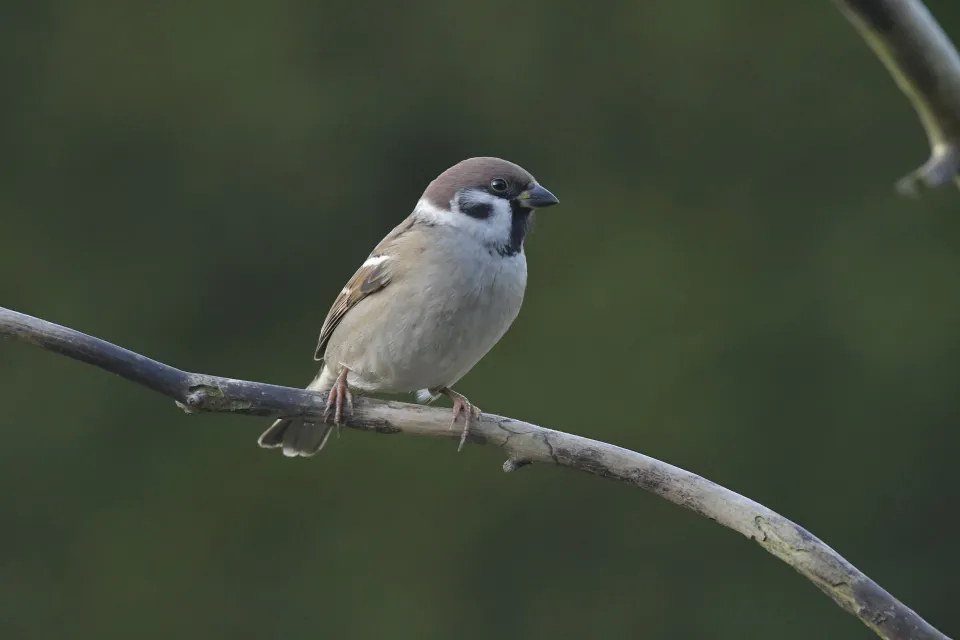 Passer montanus