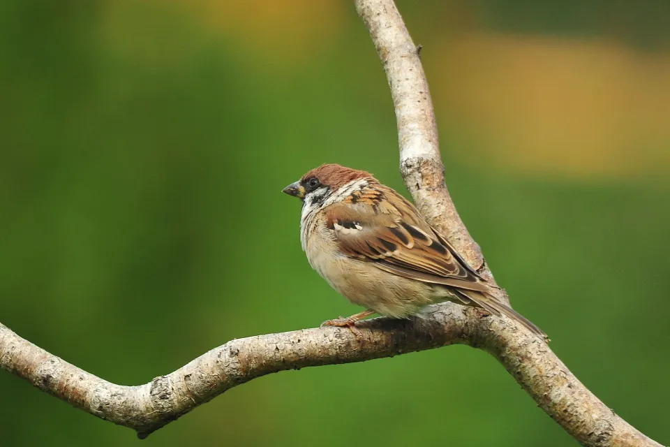 Passer montanus