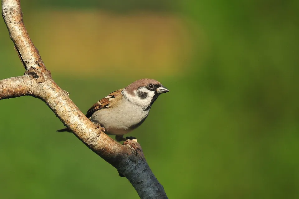 Passer montanus