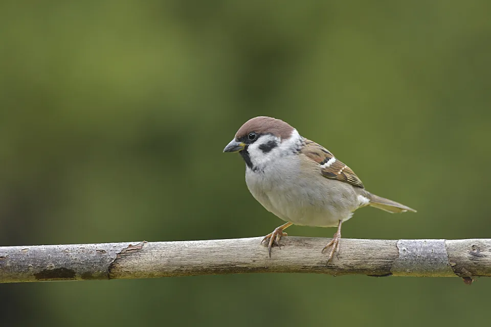 Passer montanus