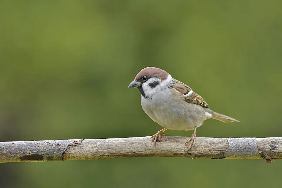 Passer montanus