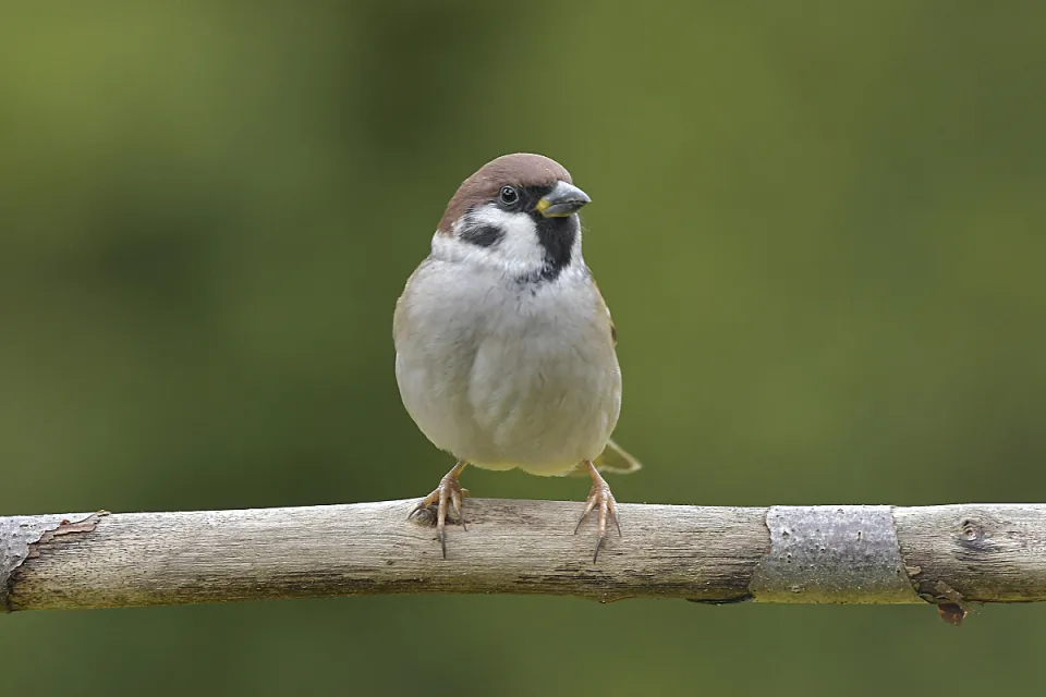 Passer montanus