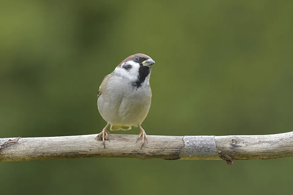 Passer montanus
