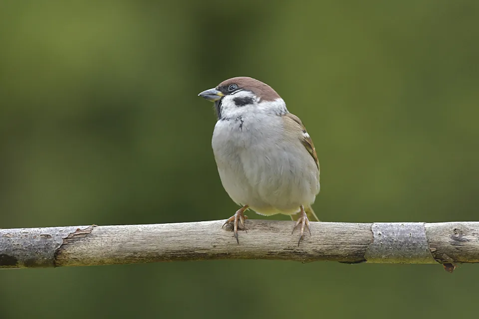 Passer montanus