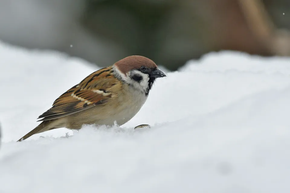 Passer montanus