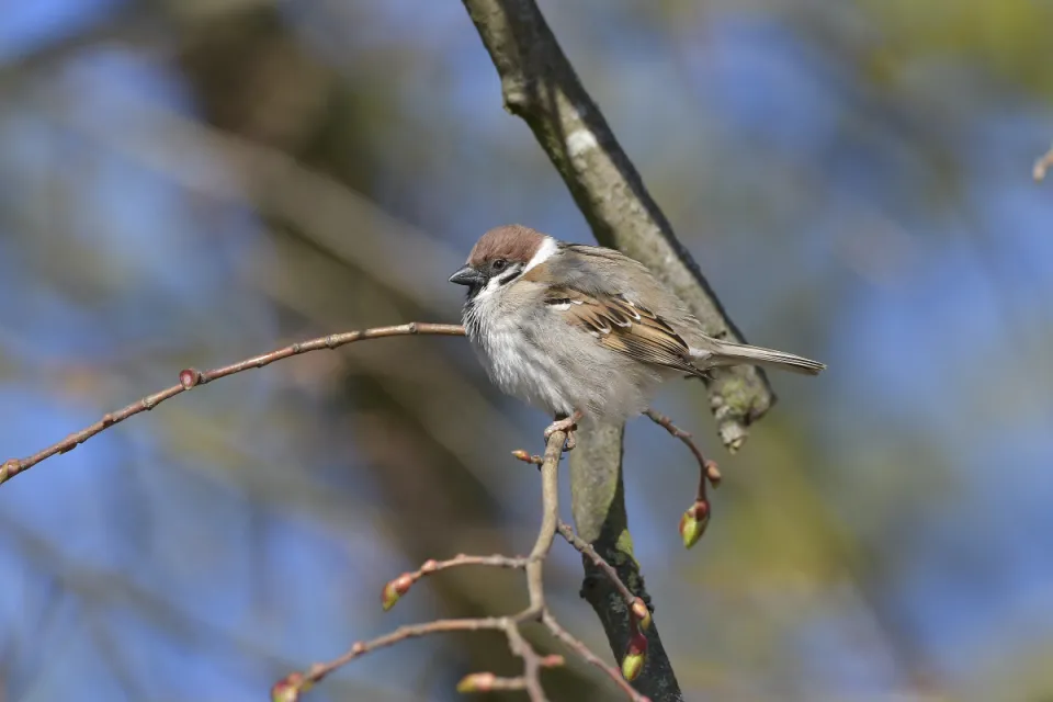 Passer montanus