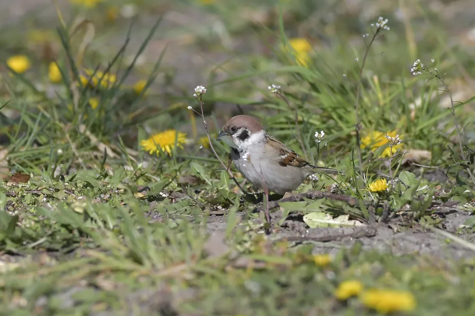 Passer montanus