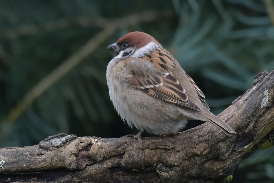 Mazurek