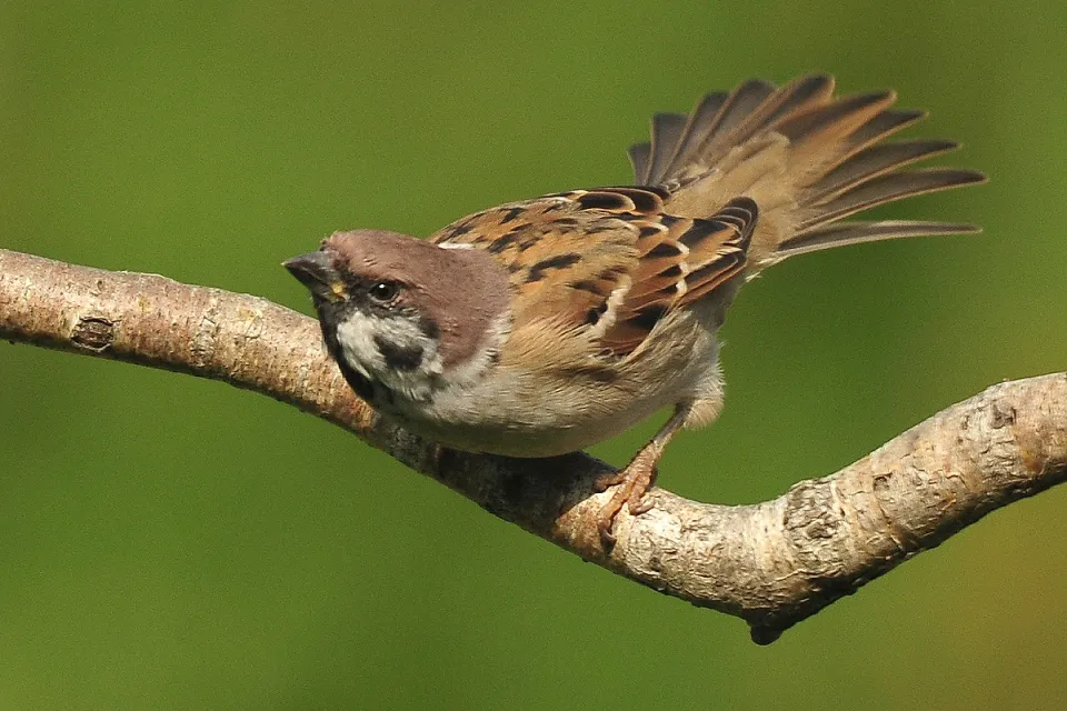 Mazurek
