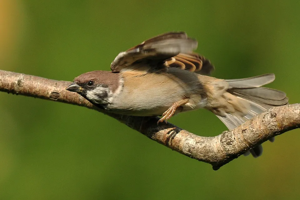 Mazurek