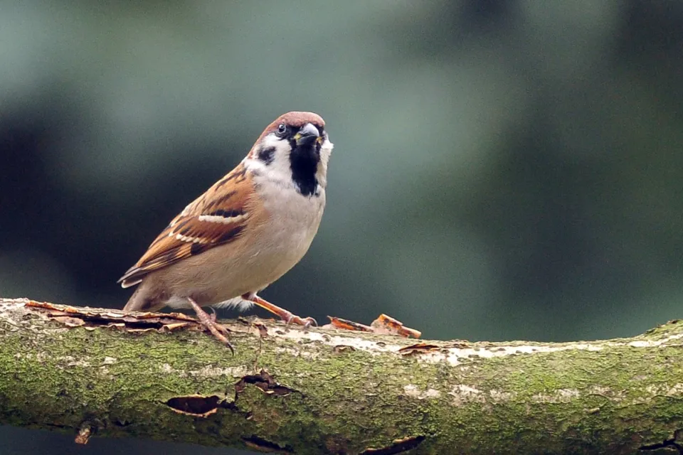 Mazurek