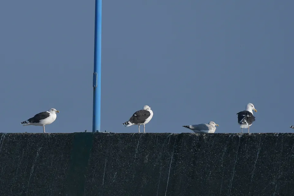 Larus fuscus