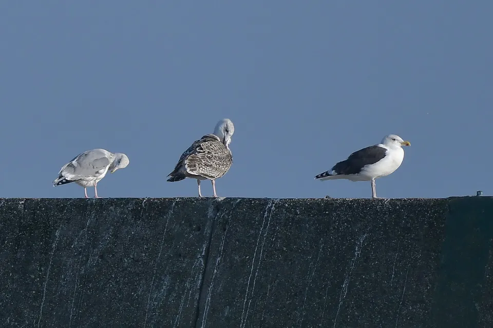 Larus fuscus