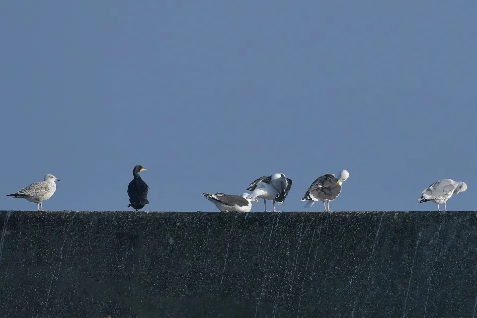 Larus fuscus