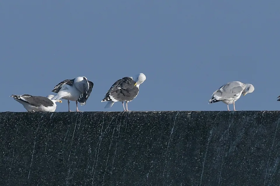 Larus fuscus