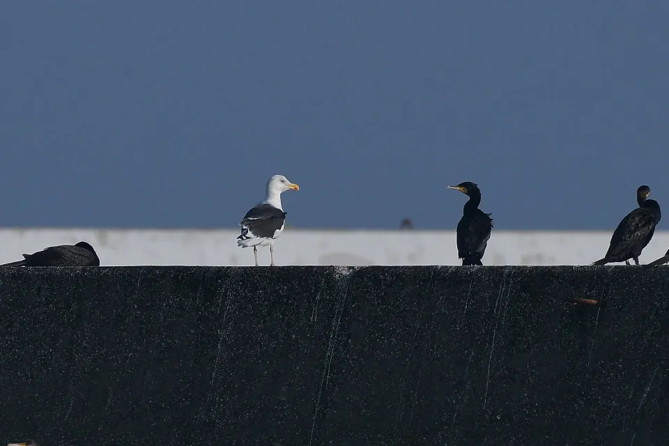 Larus fuscus
